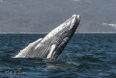 Humpback Whale, Puerto Vallarta  2