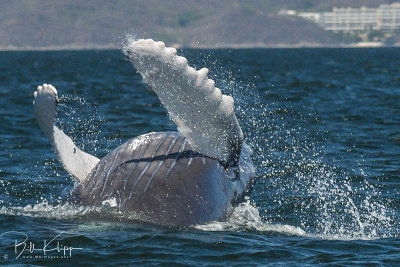 Humpback Whale, Puerto Vallarta  3