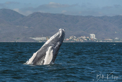Humpback Whale, Puerto Vallarta  5