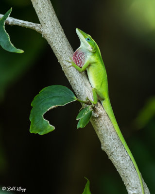 Green Anole with extended Dewlap  8