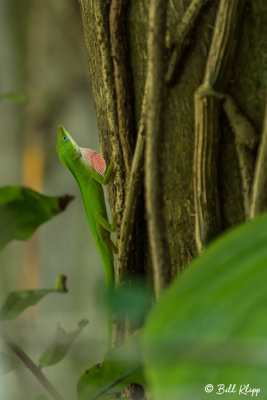Green Anole with extended Dewlap  9