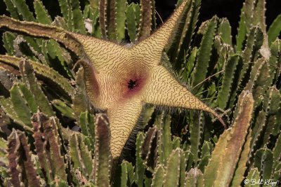 Starfish Cactus Flower 1