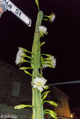 Night Blooming Cactus  2