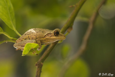 Cuban Tree Frog  5