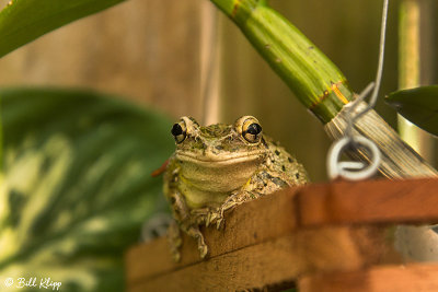 Cuban Tree Frog  6