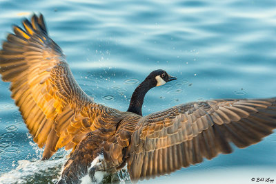 Canada Geese 25