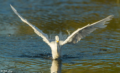 Snowy Egret 41