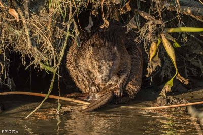Beaver  26