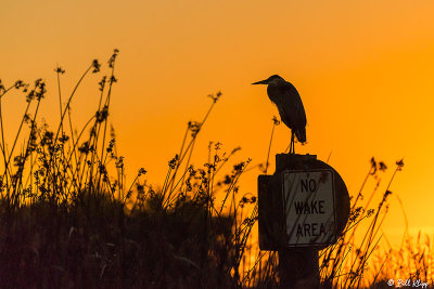 Great Blue Heron Sunset  9