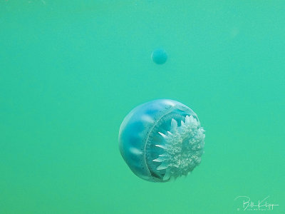 Canonball Jellyfish  1