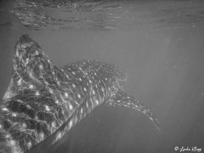 Whale Shark  3