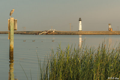 Great Blue Heron 35