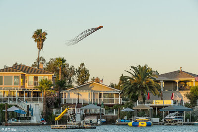 Giant Octopus Attacks Discovery Bay