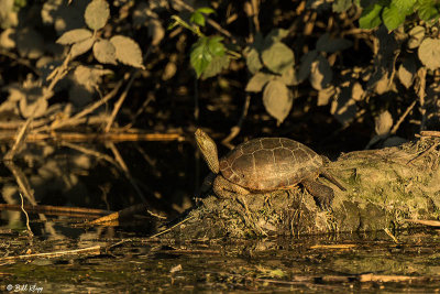 Western Pond Turtles  11