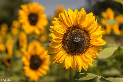 Sunflowers 3