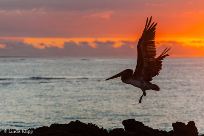 Brown Pelican, San Cristobal Island  1