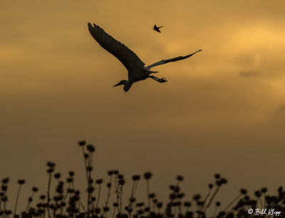 Great Blue Heron Sunset  10