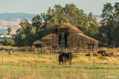Kellogue Creek Cows  5