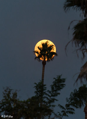 Full Moon Palm Tree  1