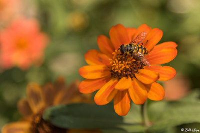 Flower with Bee  3