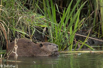 Beaver  30