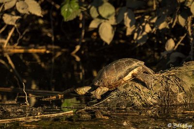 Western Pond Turtles  12