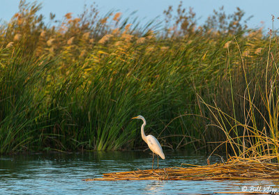 Great Egret 41
