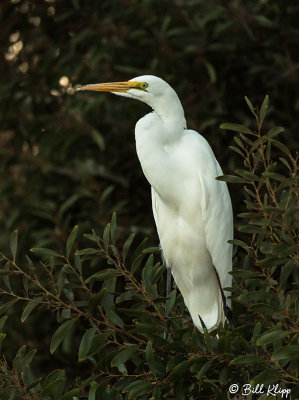 Snowy Egret 49