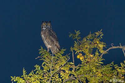 Great Horned Owl  3