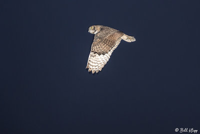 Great Horned Owl 5