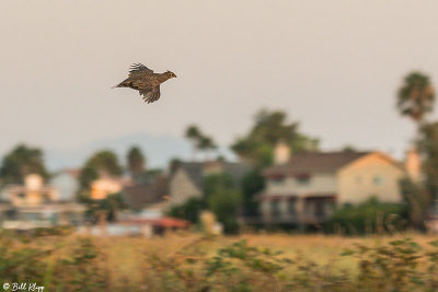 Grouse  1