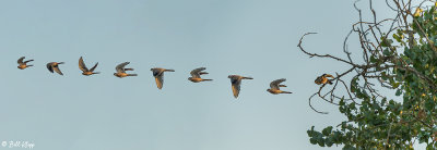 American Kestrel Composite  4