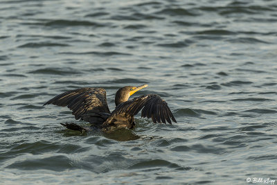 Double-Crested Cormorant  8