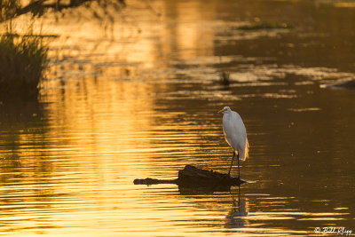 Great Egret Sunset 49