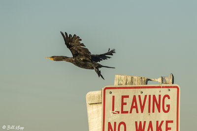 Cormorant 9