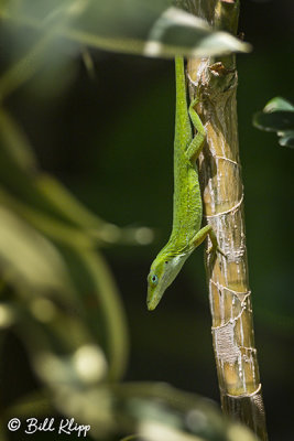 Green Anole  9