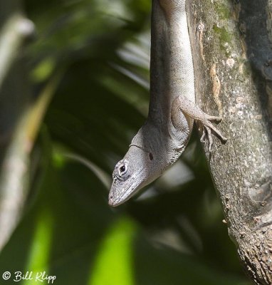 Florida Bark Anole  1