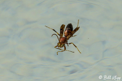Wasp 1