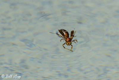 Wasp 2