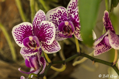 Orchids  1