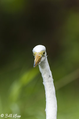 Great Egret   8