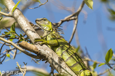 Iguana  9