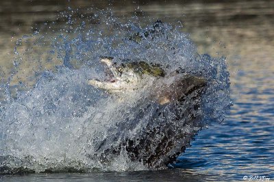 Sea Lion, Beaver Bay  9