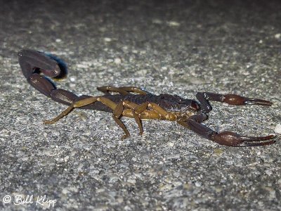 Scorpion 1
