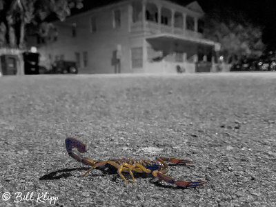 Scorpion 2