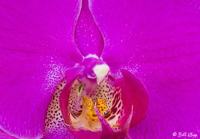 Purple Orchid   2