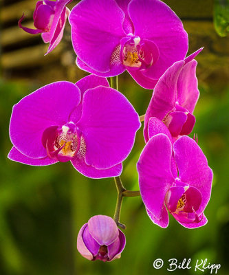 Purple Orchid   1