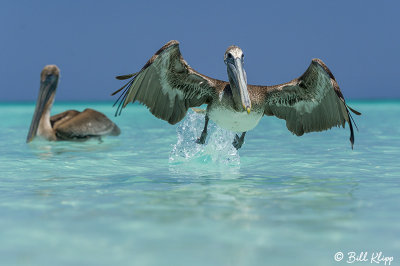 Brown Pelicans, Varadero  3