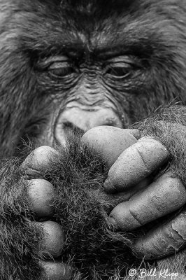 Mountain Gorilla grooming,  Kwitonda Gorilla Group B&W 1