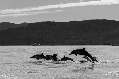 Common Dolphins, Los Gatos  1